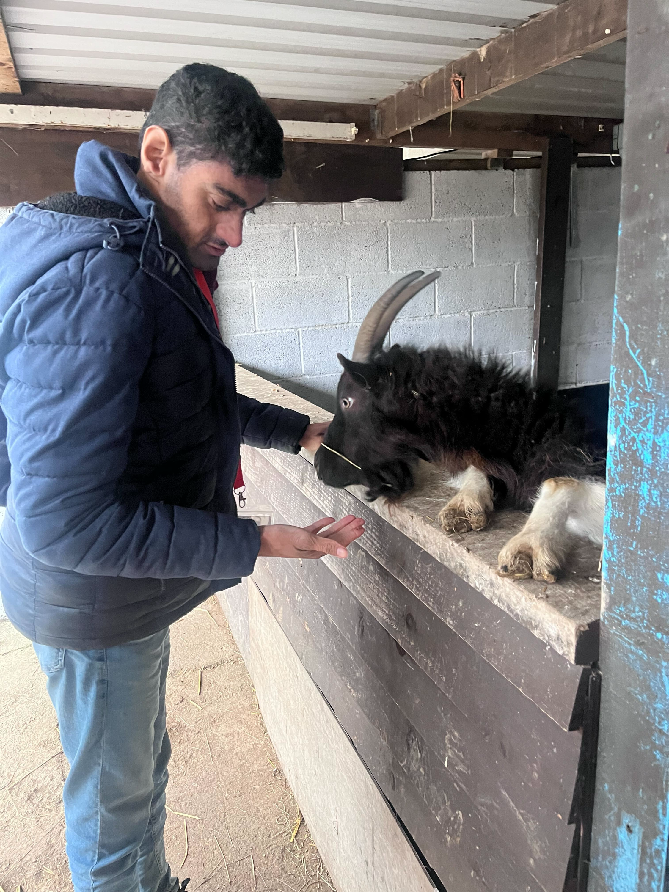jp member stroking a goat