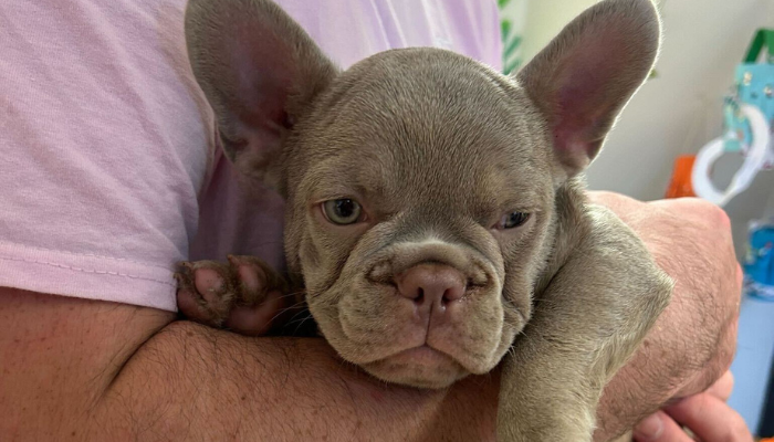 jp basingstoke blog featured image of a dog