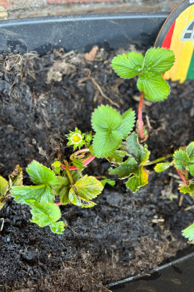 plants in the garden
